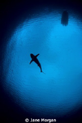 Grey reef shark in snells window by Jane Morgan 